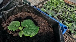 Сделайте так и уже В МАЕ будете КУШАТЬ СВОИ ОГУРЦЫ!!