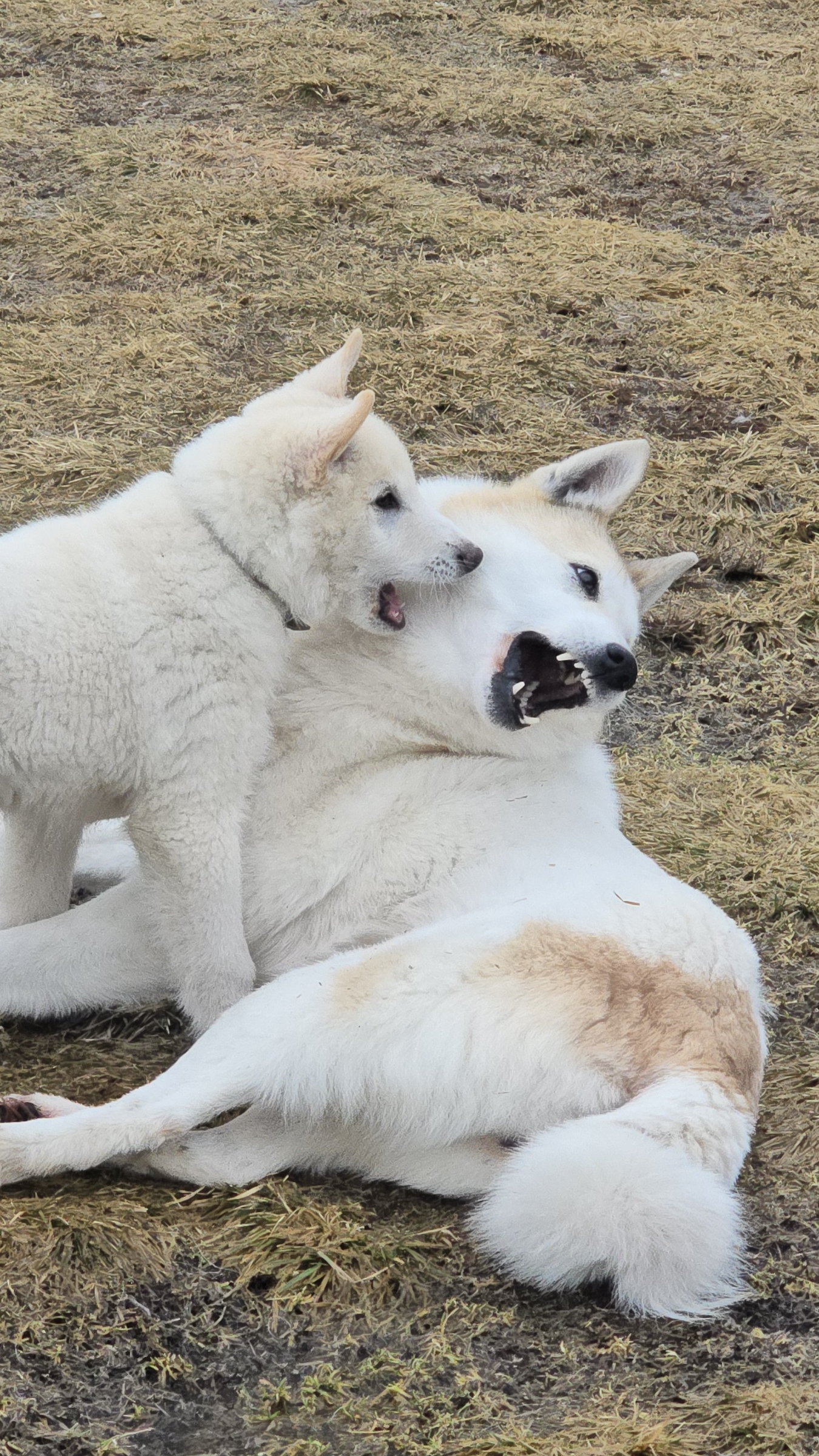 Белкунья с щенком