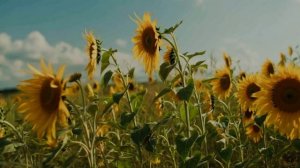 ПО ТРАССЕ СКОРОСТНОЙ.  АНГЛИЙСКИЙ.  СОНГЛИ ГИФТ.