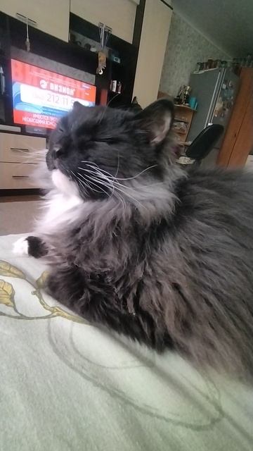 Мишка 😻😻😻