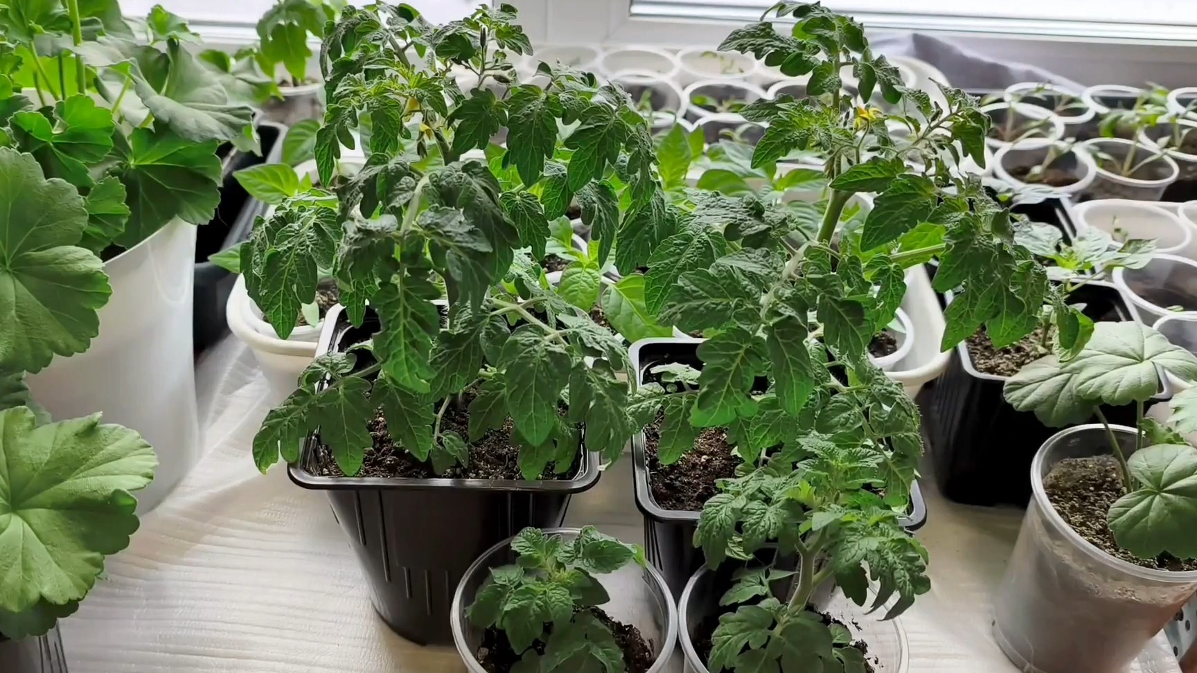 Новости с подоконника. Зацвели горшечные томаты🍅 💃💃💃💃