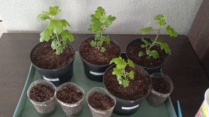 Черенкую хризантему корейскую.26.03.2026