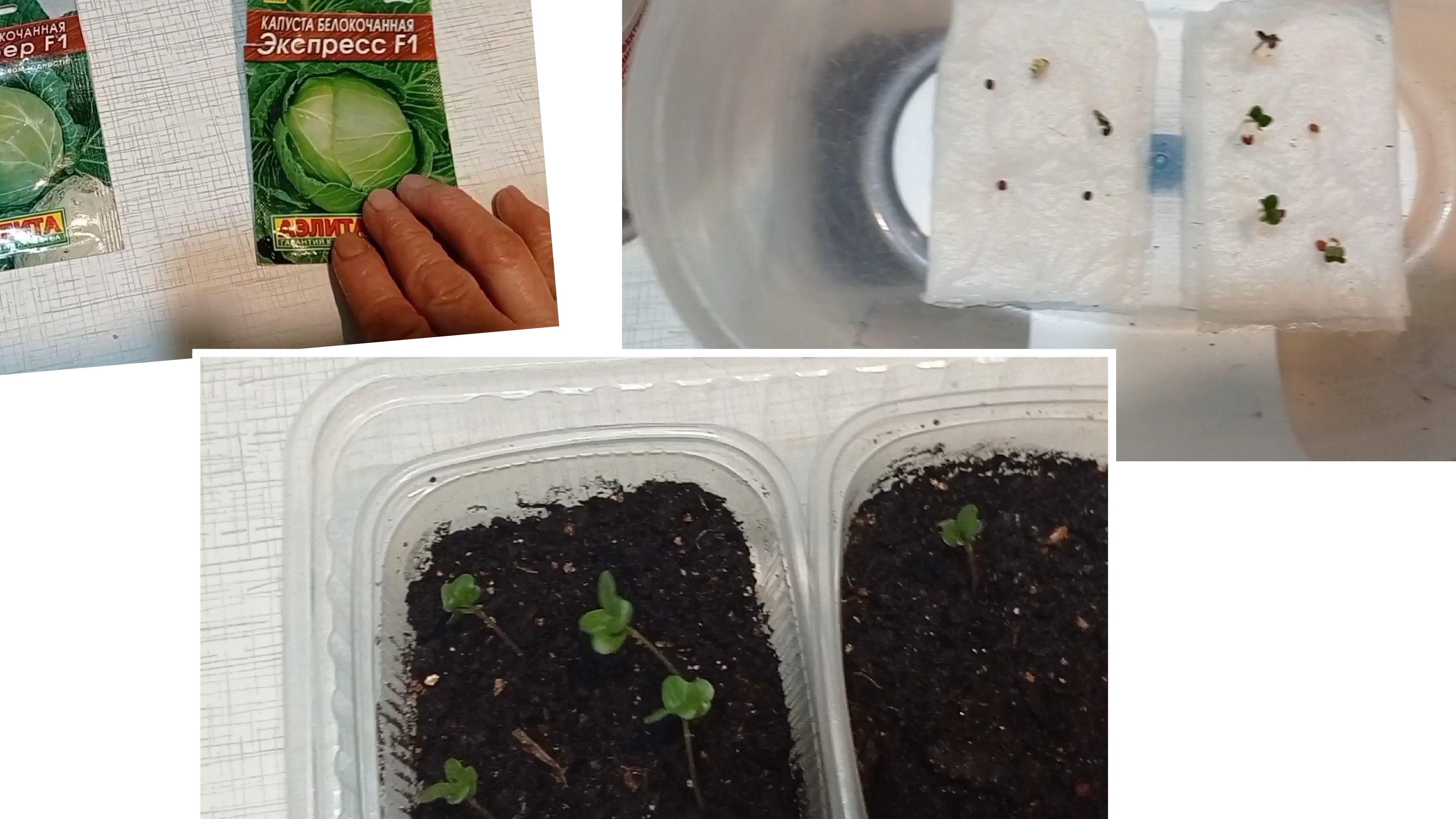 Результаты посева белокочанной капусты на туалетную бумагу.