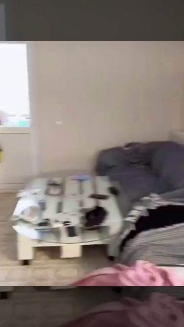 Белка и кот