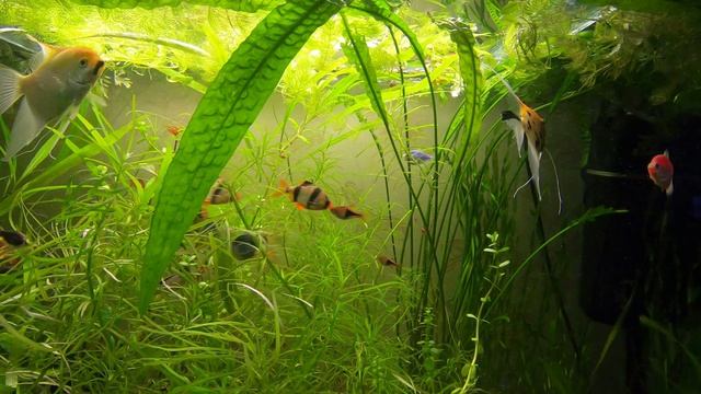 Аквариум. Суматранские барбусы