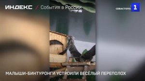 Малыши-бинтуронги устроили весёлый переполох