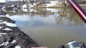 26 марта 2026 года. Ловля весенней плотвы, на реке Десне!