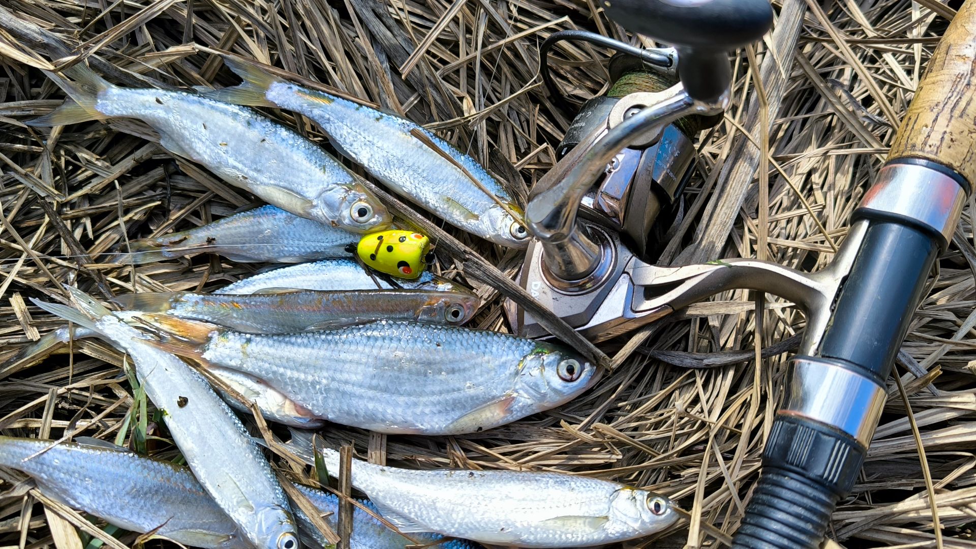 ЛОВЛЯ УКЛЕЙКИ ВЕСНОЙ НА ПОПЛА-ПОППЕР! ПОПАЛАСЬ ДАЖЕ ПЛОТВА! РЫБАЛКА 2026.