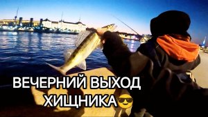 ВЕЧЕРНИЙ КЛЕВ ХИЩНИКА ✅ #спиннинг