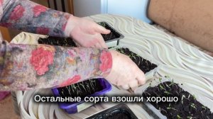 Рассада помидор