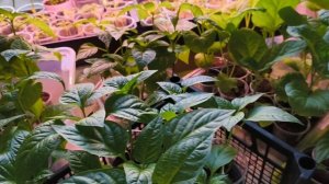 Показываю результат.