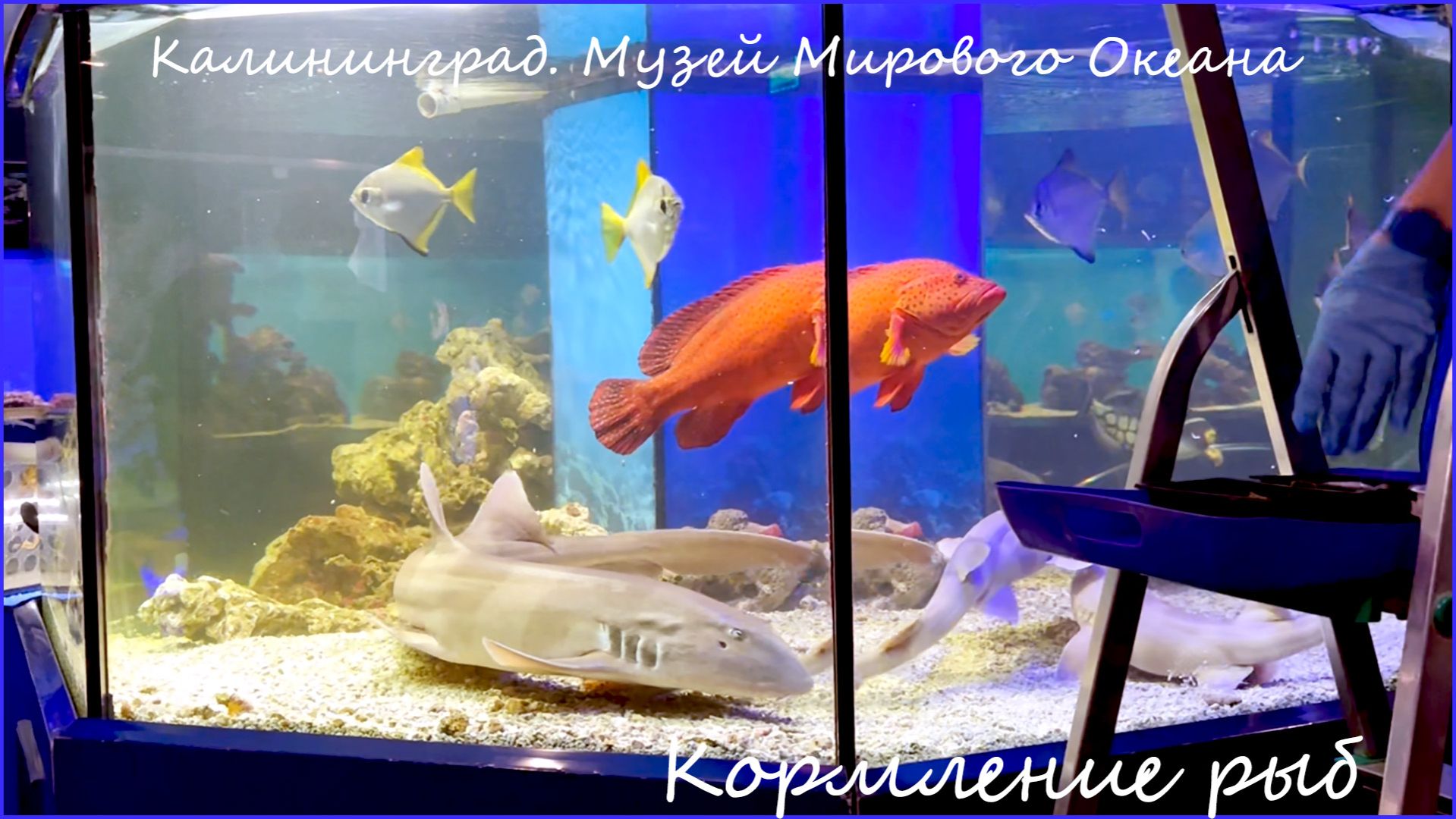 Калининград. Музей Мирового Океана: кормление рыб.