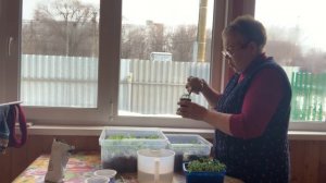 Подкармливаю рассаду томатов, гномов.