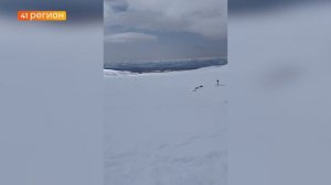 НА ЭКСТРУЗИИ ВЕРБЛЮД НА АВАЧИНСКОМ ПЕРЕВАЛЕ ТУРИСТЫ ВСТРЕТИЛИ ГРУППУ СНЕЖНЫХ БАРАНОВ • НОВОСТИ