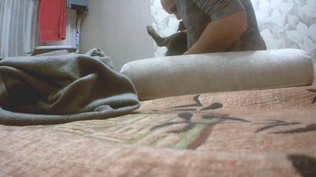 домашние питомцы собаки