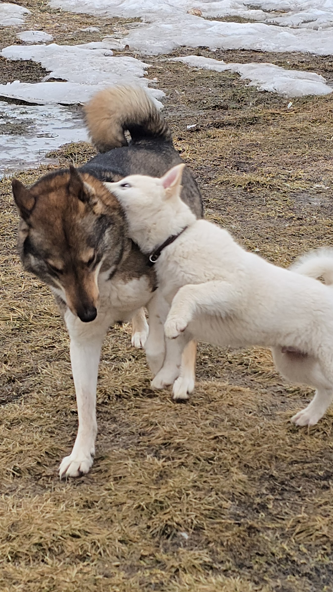 Каюр с щенком