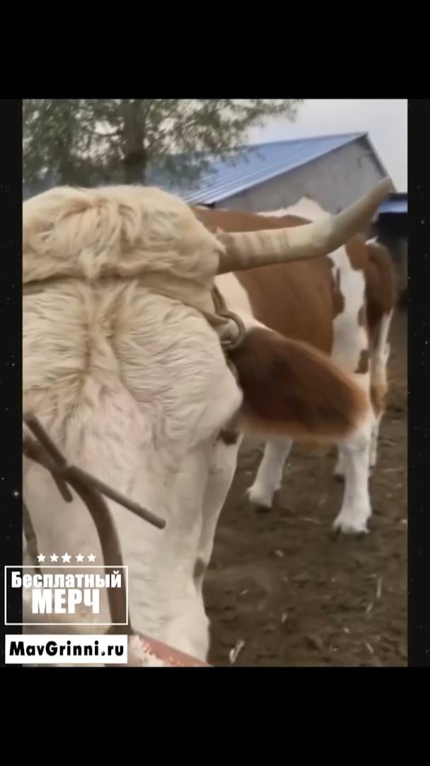 ЭТО БЕЗУМИЕ! Угарная подборка приколов НЕ ПЕЙТЕ ВОДУ ПЕРЕД ПРОСМОТРОМ!Ржака!Лол!Топ Смех Видео №5361