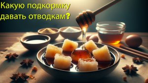 Сахарный сироп или медовая сыть? Профессор Кашковский отвечает на главный вопрос пчеловодов 🐝