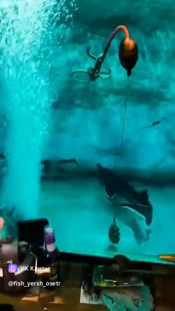 Оснастка на Сома!