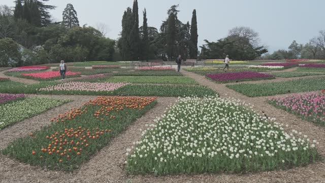 Романтика Крымской весны - в Никитском ботаническом саду стартовал парад тюльпанов