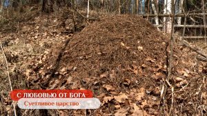 Суетливое царство | С любовью от Бога