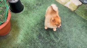 Утренняя прогулочка, гуляем и бочки ожидаем.