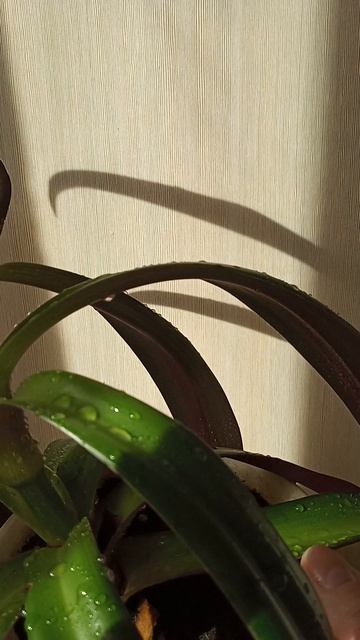 1000039352.mp4Традисканция РЭО