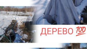 Розы, какие укрытия не выдержали тяжёлого снега