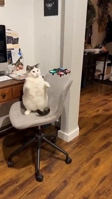 Котики зажигают