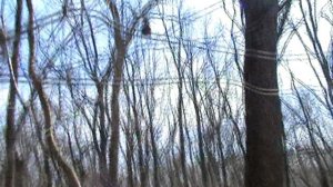 весенняя активность птиц