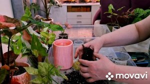 КОМНАТНЫЕ РАСТЕНИЯ(ЦВЕТЫ).СИНГОНИУМЫ.