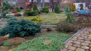 Хвойные растения моего сада в конце марта🌲💚