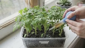 Эта бесплатная подкормка творит волшебство с рассадой! Корневая система мощнейшая а ствол с мизинец.