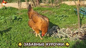 Забавные курочки несушки на сельском подворье 🤗😂😜 (129)
