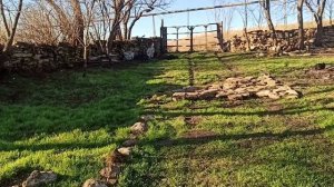 20 декабря 2023г.Мой дом.Ездили в вет.клинику.