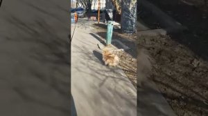 Мы идём гулять с собакой! | 26-мар-2026 4