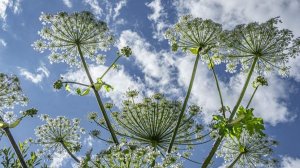 Петербург вновь задействует нейросеть для борьбы с борщевиком