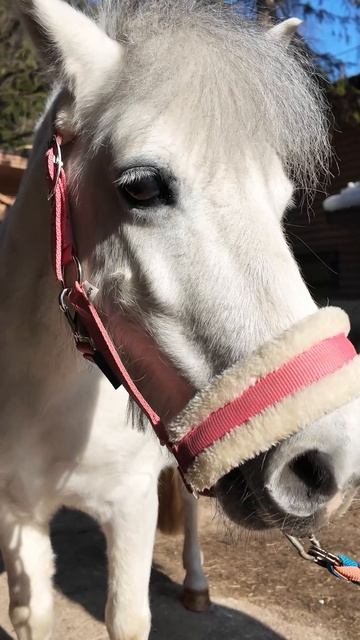 В чем ваш главный секрет успеха? Берем интервью у лошади