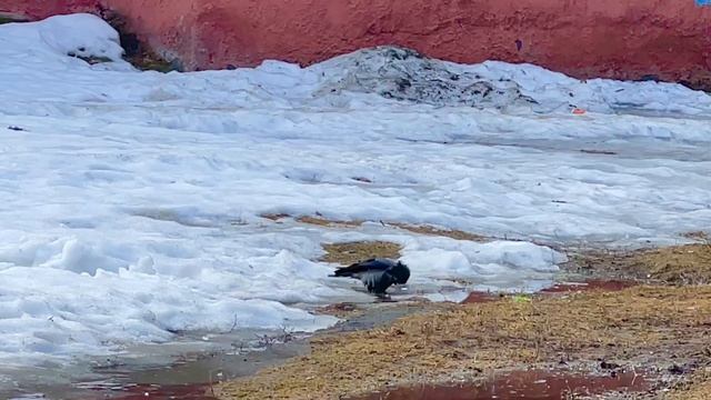 Чистоплотная ворона