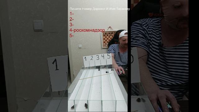 тараканьи бега