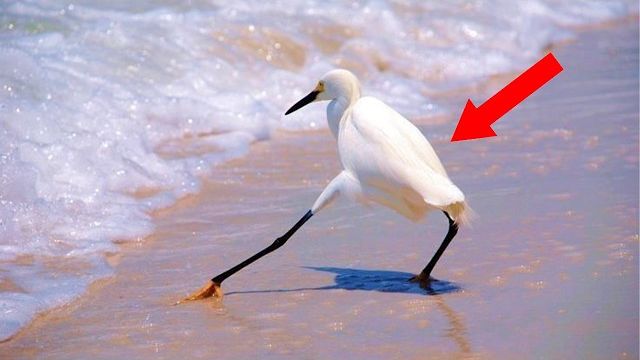 Самые смешные животные со всего мира! 😂 Новые смешные видео с животными 2026 года