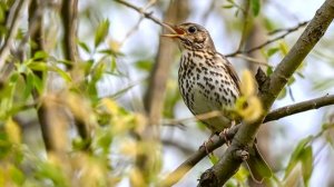 Геннадий Белов - "Дрозды"