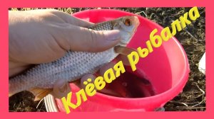 РЫБАЛКА МЕЧТЫ: КЛЁВ КАК В СКАЗКЕ! СМОТРИТЕ, СКОЛЬКО Я НАЛОВИЛА ЗА ЧАС! 😲🐟