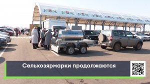 Сельхоз ярмарки продолжаются