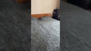 Тёплый, пуховый, шикарный плед. Видео отзыв моей покупательницы Татьяны