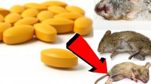 Как избавиться от мышей и крыс навсегда За 1 минуту.!!!!!.САМЫЕ ЛУЧШИЕ СПОСОБЫ В МИРЕ.!!!...