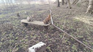 Папа строит,а мы начинаем заниматься посадками. Новое видео!