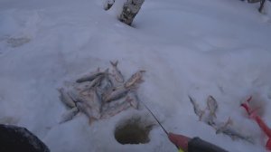 Реальна рыбалка без монтажа № 10. Зимняя рыбалка 2025.