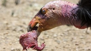 Отвратительные существа, от которых мурашки по коже!