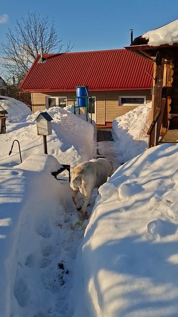 Что значит атарная собака 🐕